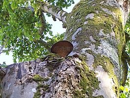 樹,枝杈,苔