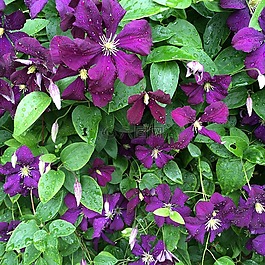 鐵線蓮,紫色的花朵,盛開(kāi)