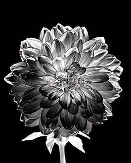 自然,花,植物區(qū)系