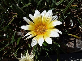 花,花瓣,叶