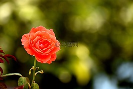 花,自然,玫瑰