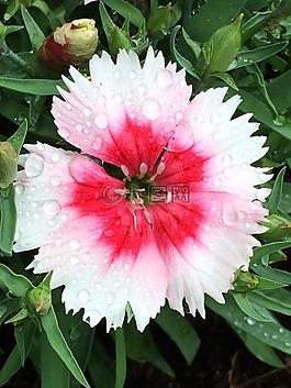 花,園藝,盛開