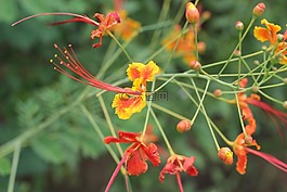 花,火樹,夏天