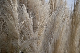蘆葦,性質(zhì),里德