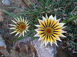 花,花瓣,叶