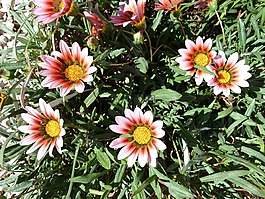 花,花瓣,叶