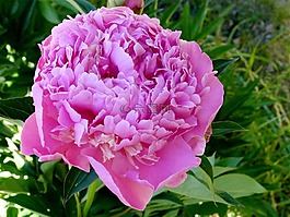 鮮花,牡丹玫瑰,花園