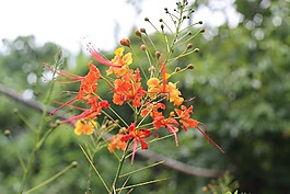 树,火树,盛开