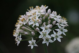 開花,花,草地