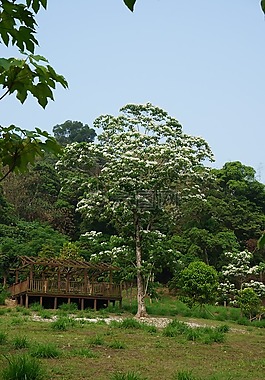 油桐花树,开花,白花