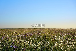 天空,字段,鮮花