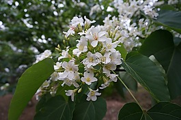 油桐花树,开花,白花