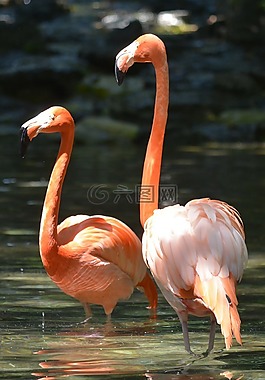粉紅色的火烈鳥,費(fèi)城動(dòng)物園,鳥
