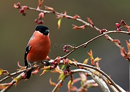 鳥,羽毛,鳥嘴