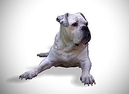 狗,斗牛犬,oldebulldog
