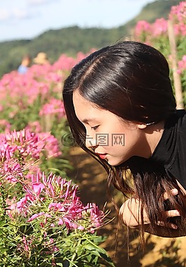 自然,花,夏天