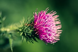 薊,開花,刺