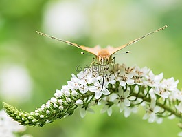 蝴蝶,漆女士,昆虫