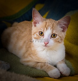 猫,催眠,关注