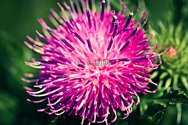 薊,開花,刺