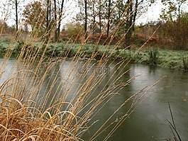 湖,池,草