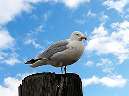 鳥,海鷗,東弗里斯