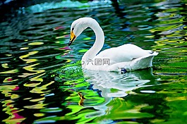 天鵝,唯美,動物