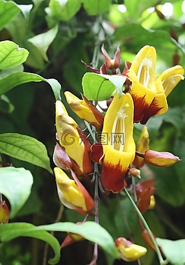 性質(zhì),植物,鮮花