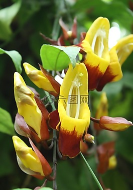 性質(zhì),植物,鮮花
