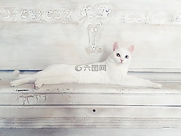 動物,貓,可愛