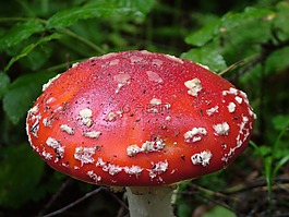 飛木耳,紅色,有毒