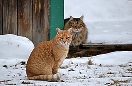 动物,猫,朋友