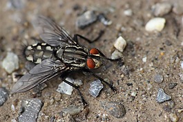 飞,bluebottle,昆虫