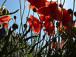 罌粟,紅色,鮮花