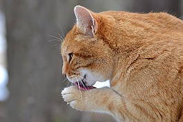 動物,貓,家養(yǎng)