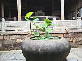 缽,蓮花,蓮葉