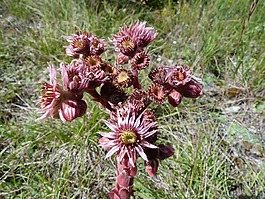 花,性質(zhì),阿爾卑斯山