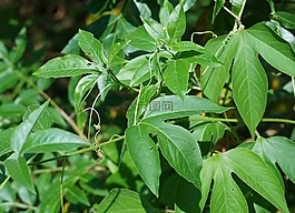 西番蓮藤,藤,登山者