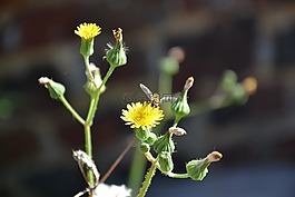 bug,蒲公英,黃色