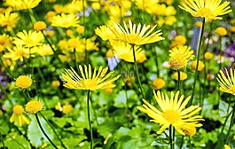 花,開花,黃色