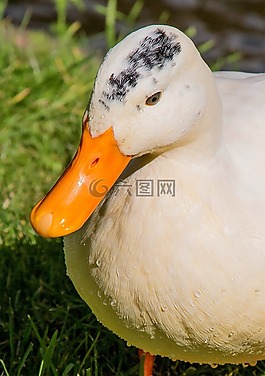鴨,公園,水禽