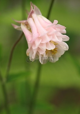 鴿的,開花,花