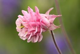 鴿的,開花,花