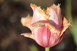 郁金香,百合,春