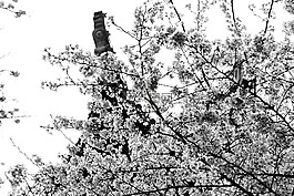 櫻花,景物,中國