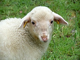 羔羊,tierkind,性質