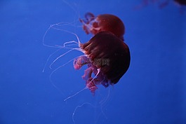 水族館,水母,海