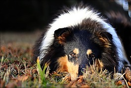 牧羊犬,眼睛,秋季