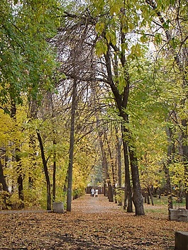 胡同,樹木,城市
