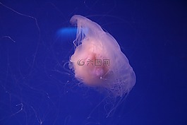 水族館,水母,海